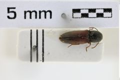 Foto (Dorsalansicht) von Peripontius rutilipennis (NHMW-ZOO-COL-0008756)